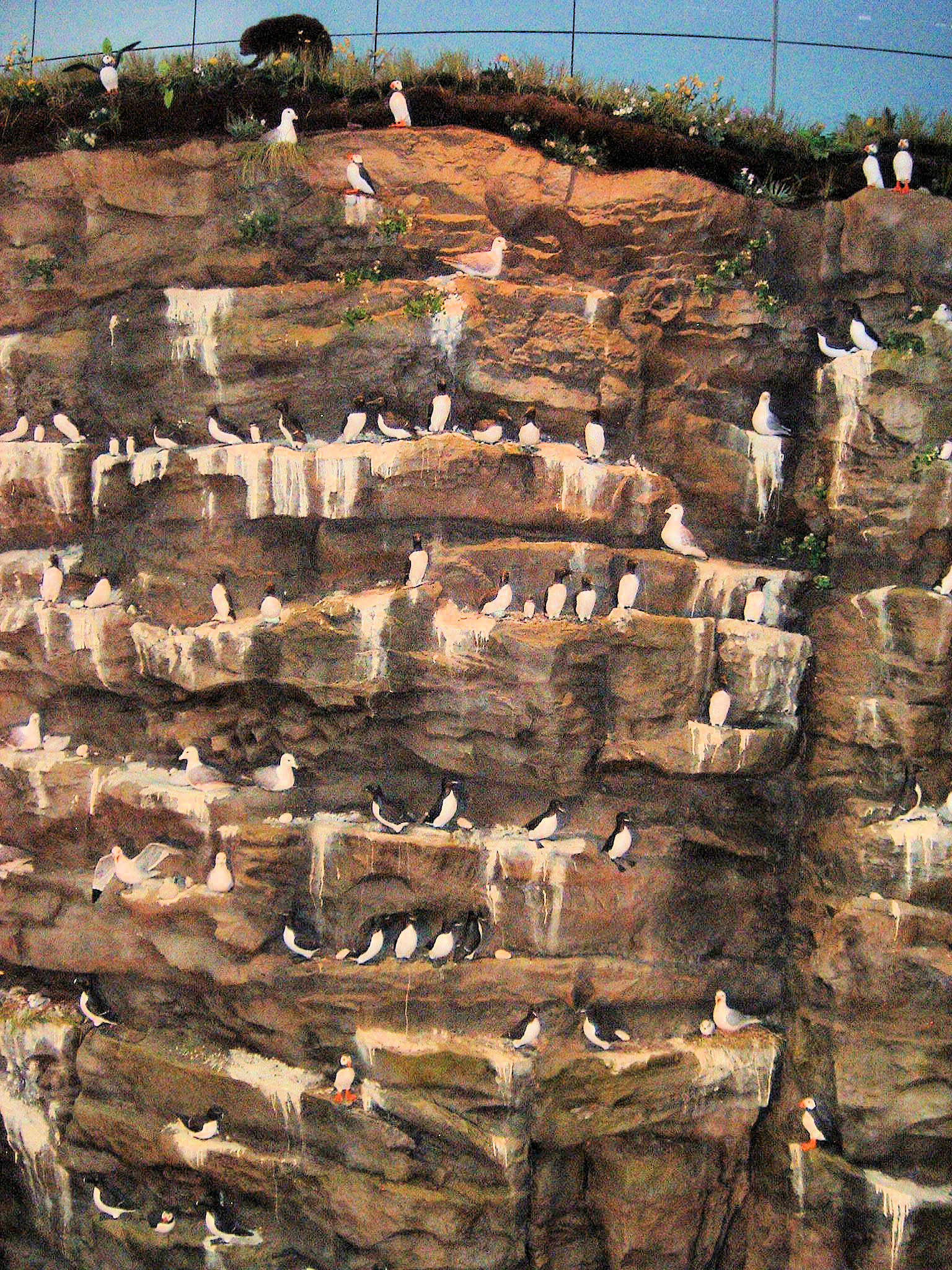 Perlan bird wall