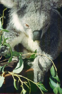 koala.jpg (37897 bytes)