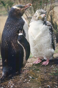 penguins.jpg (38230 bytes)