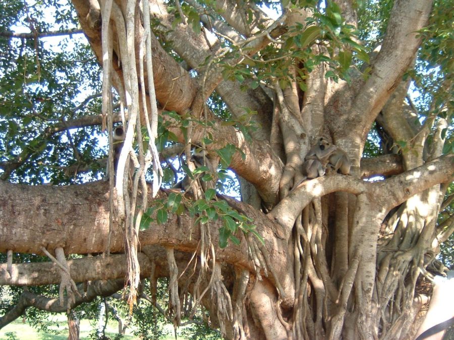 Suzanna Travels to Sri Lanka