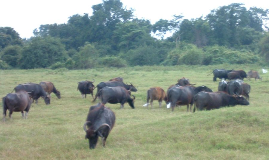 Suzanna Travels to Sri Lanka