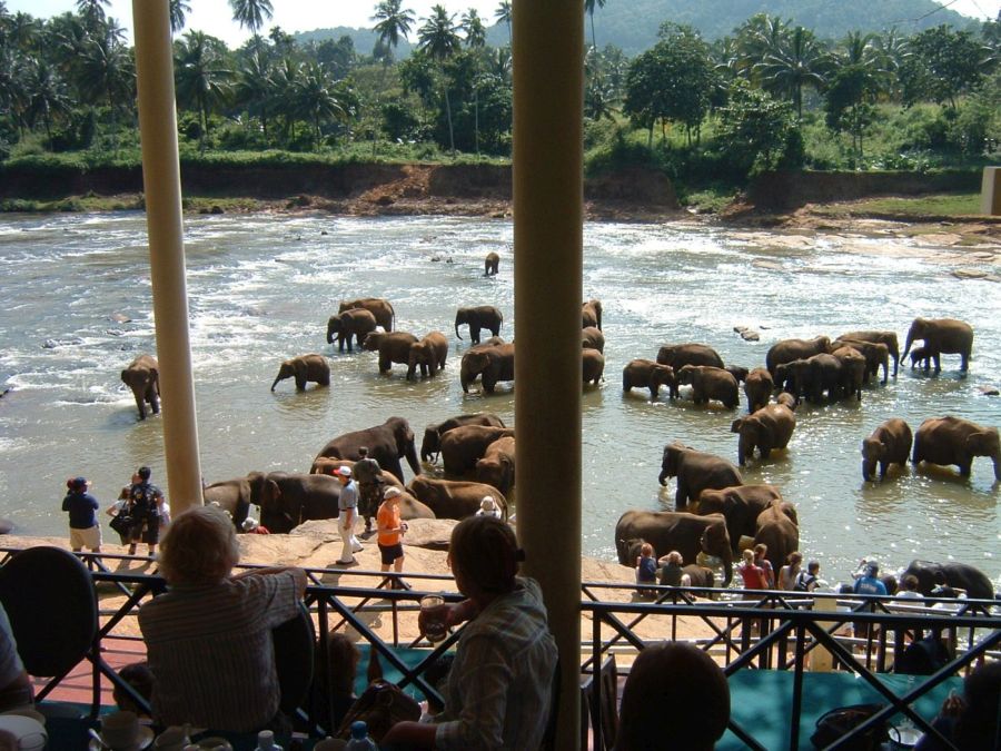 Suzanna Travels to Sri Lanka